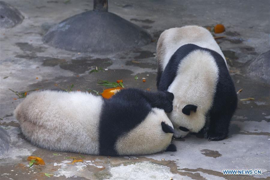Giant panda twins Hehe and Jiujiu enjoy themselves in an air-conditioned room at the Nanjing Hongshan Forest Zoo in Nanjing, capital of east China\'s Jiangsu Province, Aug. 10, 2018. Staff workers at the zoo celebrated the 3rd birthday anniversary for the female giant panda twins \