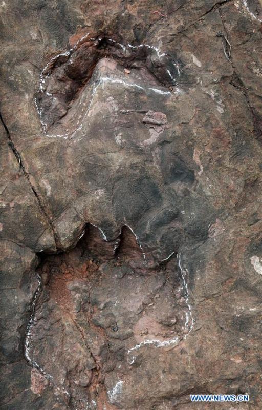 Photo taken on Aug. 11, 2017 shows dinosaur footprints discovered at the construction site of a wine factory in Maotai Township, southwest China\'s Guizhou Province. A research team said on Aug. 10, 2018 that they had discovered at least 250 dinosaur footprints in southwest China\'s Guizhou Province. The footprints, scattered over an area of about 350 square meters, were found at the construction site of a wine factory in Maotai Township. Experts from China, the United States and Germany have said they are Sauropod footprints from the early Jurassic period. (Xinhua)
A research team said Friday that they had discovered at least 250 dinosaur footprints in southwest China\'s Guizhou Province.
The footprints, scattered over an area of about 350 square meters, were found at the construction site of a wine factory in Maotai Township, home to China\'s famous alcohol brand, Kweichow Moutai.
Experts from China, the United States and Germany have said they are Sauropod footprints from the early Jurassic period.
It is believed to be the largest tracksite of Sauropods from the period ever found in China.
A research paper regarding the tracks was published in Geoscience Frontiers in July.
\