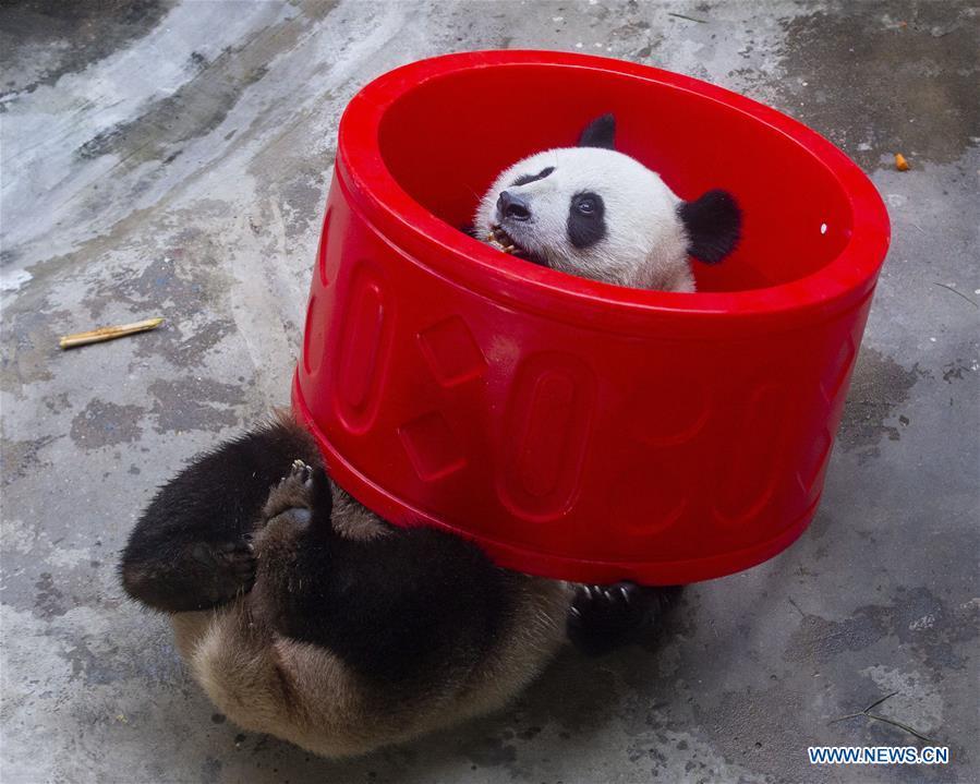 A giant panda twin enjoys itself in an air-conditioned room at the Nanjing Hongshan Forest Zoo in Nanjing, capital of east China\'s Jiangsu Province, Aug. 10, 2018. Staff workers at the zoo celebrated the 3rd birthday anniversary for the female giant panda twins \