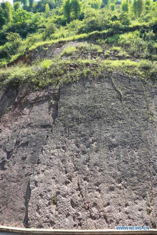 Photo taken on Aug. 11, 2017 shows dinosaur footprints discovered at the construction site of a wine factory in Maotai Township, southwest China\'s Guizhou Province. A research team said on Aug. 10, 2018 that they had discovered at least 250 dinosaur footprints in southwest China\'s Guizhou Province. The footprints, scattered over an area of about 350 square meters, were found at the construction site of a wine factory in Maotai Township. Experts from China, the United States and Germany have said they are Sauropod footprints from the early Jurassic period. (Xinhua)