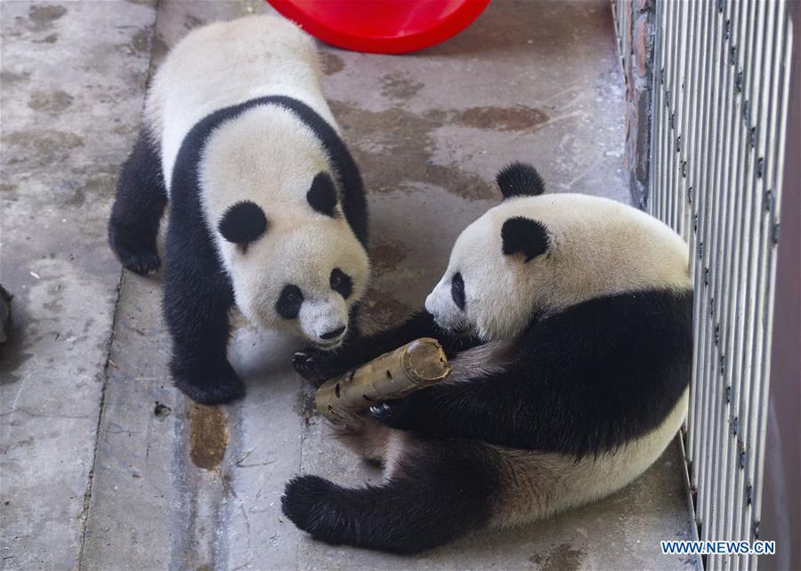 Giant panda twins Hehe and Jiujiu enjoy themselves in an air-conditioned room at the Nanjing Hongshan Forest Zoo in Nanjing, capital of east China\'s Jiangsu Province, Aug. 10, 2018. Staff workers at the zoo celebrated the 3rd birthday anniversary for the female giant panda twins \