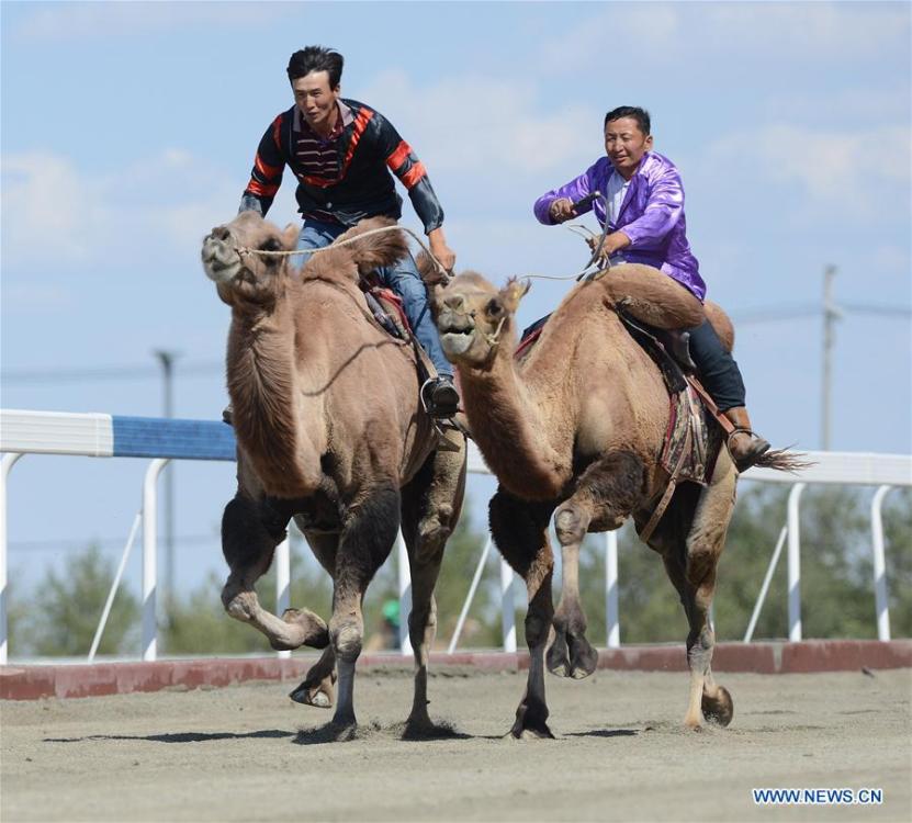 Contestants take part in a camel competition during a folk custom tourism festival held in the Kazak Autonomous County of Mori in northwest China\'s Xinjiang Uygur Autonomous Region, Aug. 11, 2018. The two-day festival opened here on Saturday. (Xinhua/Sadat)
