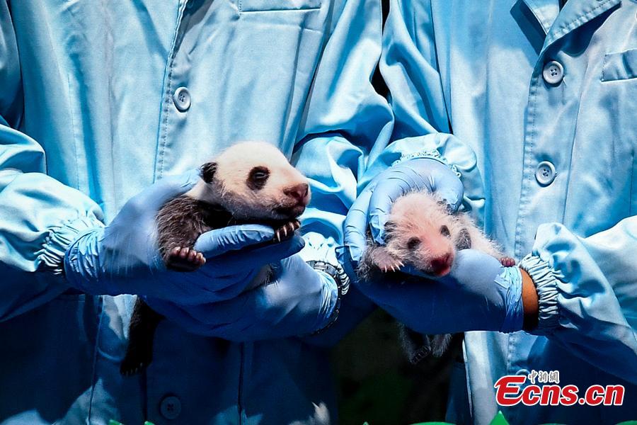 Experts show the results of examination for newborn giant pandas Longzai (L)and Tingzai (R) at the Chimelong Safari Park in Guangzhou, south China\'s Guangdong Province, Aug. 12, 2018. Longzai was born on July 12 and Tingzai on July 29. The two giant panda cubs took a full physical examination on Sunday in Guangzhou. (Photo: China News Service)