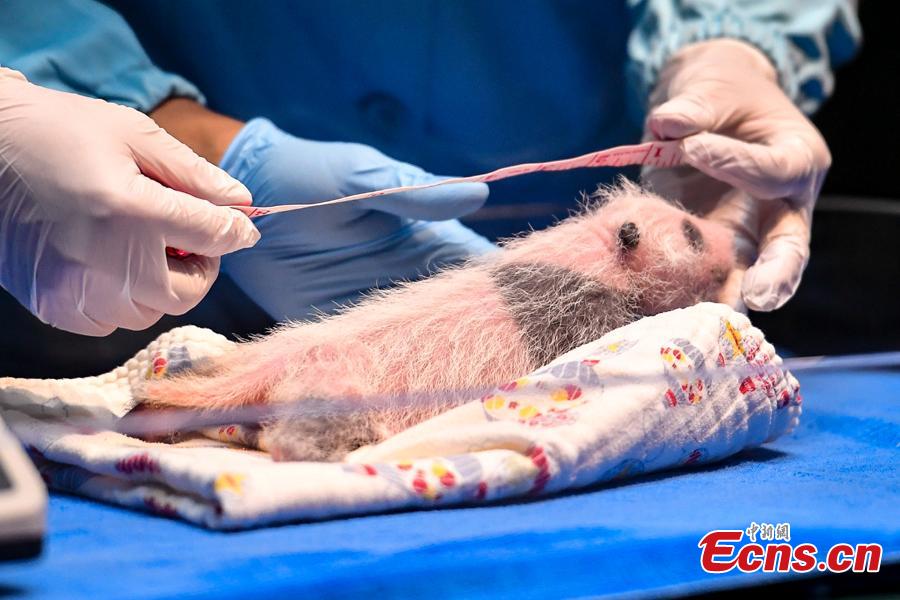 An expert examines the newborn giant panda Tingzai at the Chimelong Safari Park in Guangzhou, south China\'s Guangdong Province, Aug. 12, 2018. Longzai was born on July 12 and Tingzai on July 29. The two giant panda cubs took a full physical examination on Sunday in Guangzhou. (Photo: China News Service)