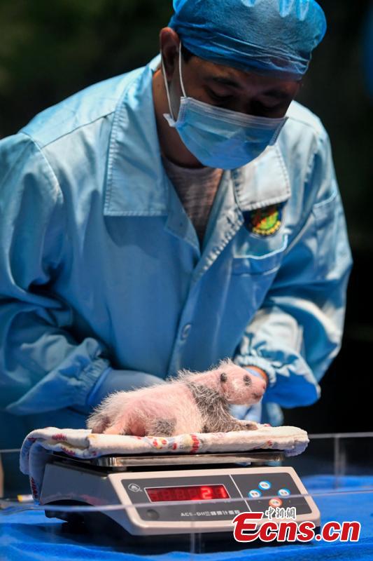 An expert examines the newborn giant panda Tingzai at the Chimelong Safari Park in Guangzhou, south China\'s Guangdong Province, Aug. 12, 2018. Longzai was born on July 12 and Tingzai on July 29. The two giant panda cubs took a full physical examination on Sunday in Guangzhou. (Photo: China News Service)