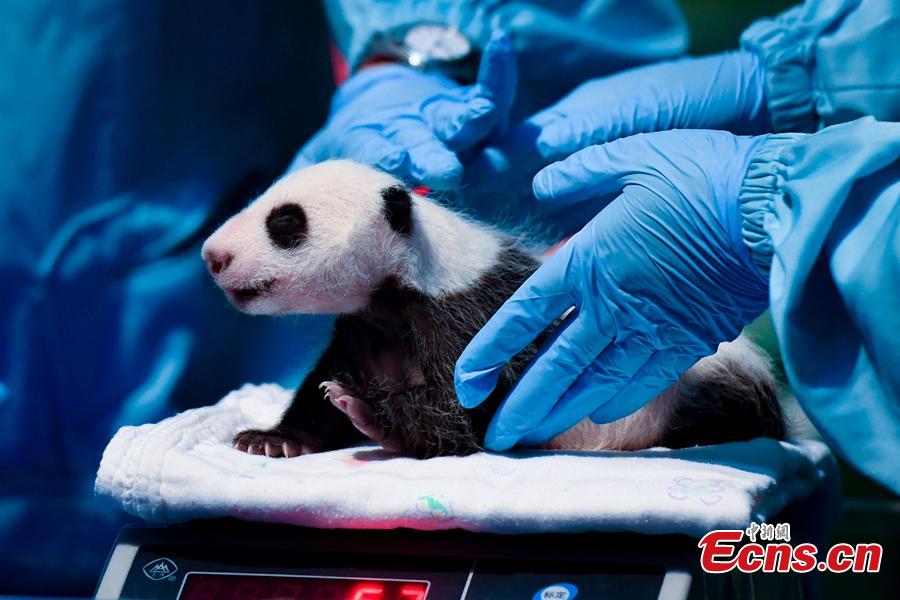 An expert examines the newborn giant panda Longzai at the Chimelong Safari Park in Guangzhou, south China\'s Guangdong Province, Aug. 12, 2018. Longzai was born on July 12 and Tingzai on July 29. The two giant panda cubs took a full physical examination on Sunday in Guangzhou. (Photo: China News Service)