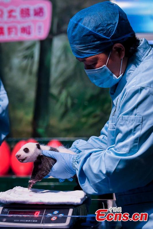 An expert examines the newborn giant panda Longzai at the Chimelong Safari Park in Guangzhou, south China\'s Guangdong Province, Aug. 12, 2018. Longzai was born on July 12 and Tingzai on July 29. The two giant panda cubs took a full physical examination on Sunday in Guangzhou. (Photo: China News Service)