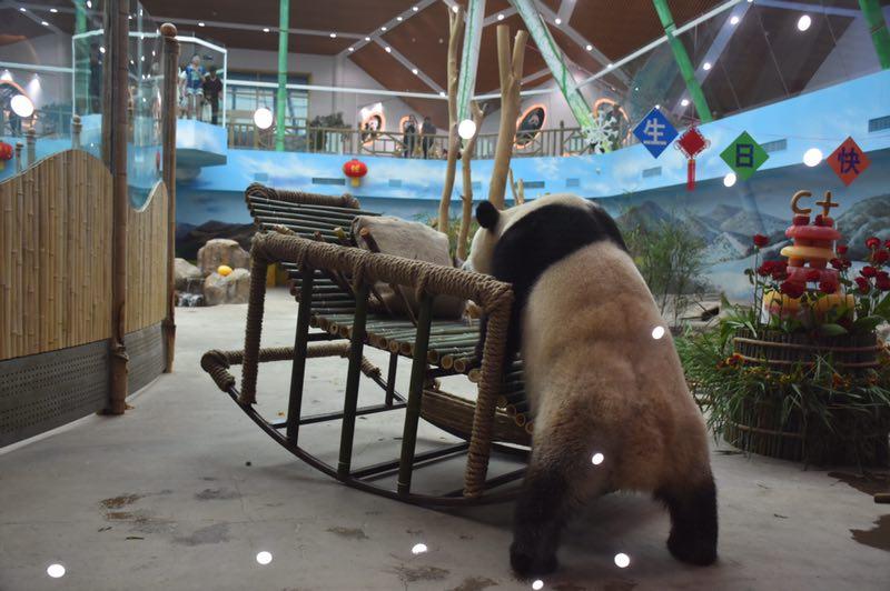 The giant panda Sijia celebrated its 12th birthday with more than 2,000 fans from all around the country at the Yabuli ski resort in Northeast China\'s Heilongjiang Province on Aug. 12, 2018. (Photo provided to chinadaily.com.cn)