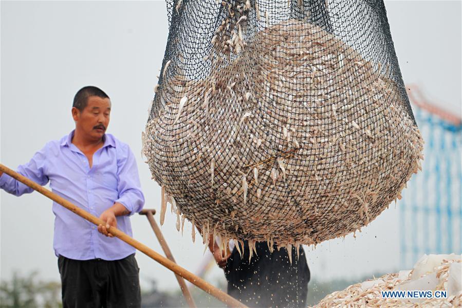 Fishermen load shortjaw tapertail anchovies fish in the Hongze Lake area of Huai\'an City, east China\'s Anhui Province, Aug. 12, 2018. (Xinhua/Wang Kaicheng)