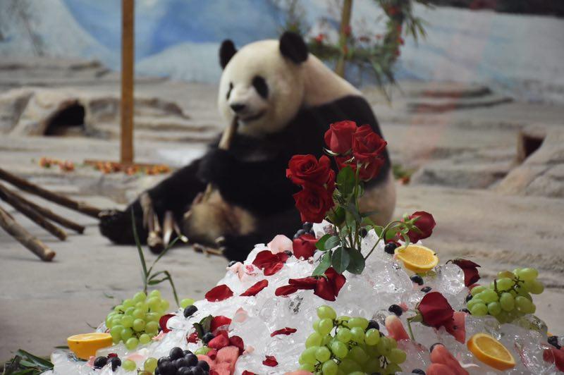 The giant panda Sijia celebrated its 12th birthday with more than 2,000 fans from all around the country at the Yabuli ski resort in Northeast China\'s Heilongjiang Province on Aug. 12, 2018. (Photo provided to chinadaily.com.cn)