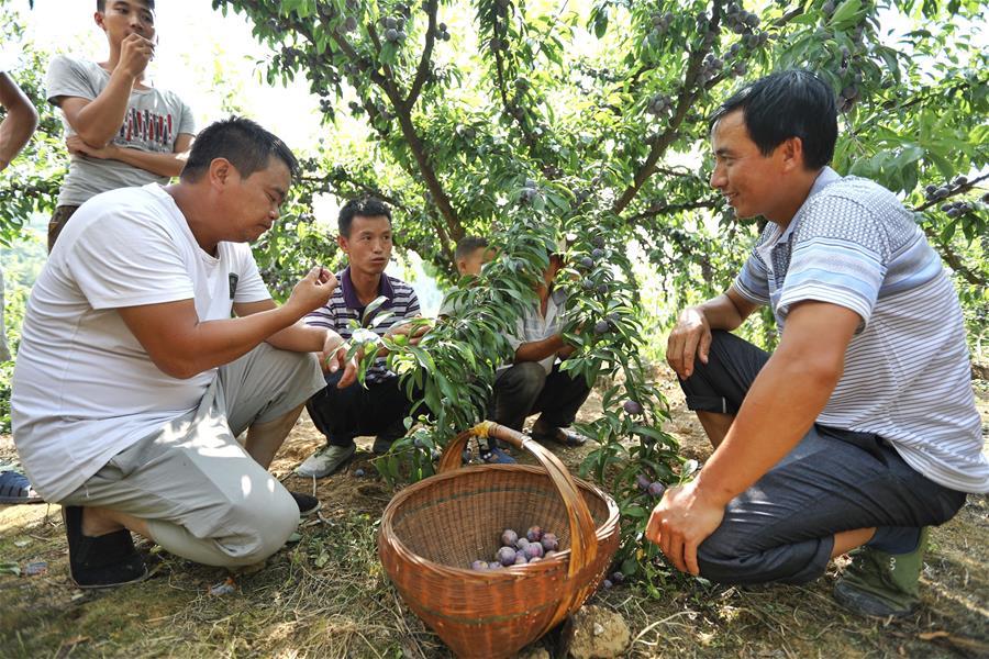 Farmers discuss selling plums under a plum tree at Hongxing Village of Pingzheng Township in Zunyi, southwest China\'s Guizhou Province, Aug. 12, 2018 (Xinhua/Liu Xu)