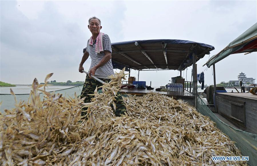 A fisherman loads shortjaw tapertail anchovies fish onto a boat in the Hongze Lake area of Huai\'an City, east China\'s Anhui Province, Aug. 12, 2018. (Xinhua/Chen Liang)