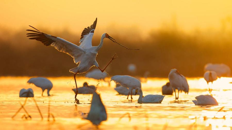 White cranes are seen in the Poyang Lake area in Nanchang, Jiangxi Province. (Photo by Zhou Haiyan/for China Daily)

Together with other bird photographers, Zhou founded a nongovernmental organization and managed to raise around 2 million yuan ($292,000) last year from wildlife lovers and a company to rent the field from the farm, plant lotus for the migrating birds and build a small exhibition hall to educate people about white cranes.