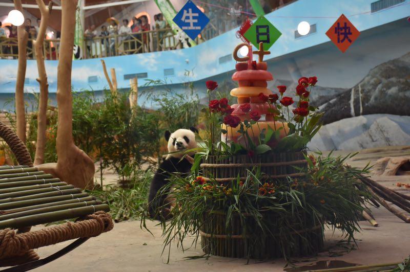 The giant panda Sijia celebrated its 12th birthday with more than 2,000 fans from all around the country at the Yabuli ski resort in Northeast China\'s Heilongjiang Province on Sunday. The female panda received two carefully prepared presents from its keepers: a steel rocking chair and a 1.8-meter-high birthday cake with Sijia\'s favorite fruits. (Photo provided to chinadaily.com.cn)