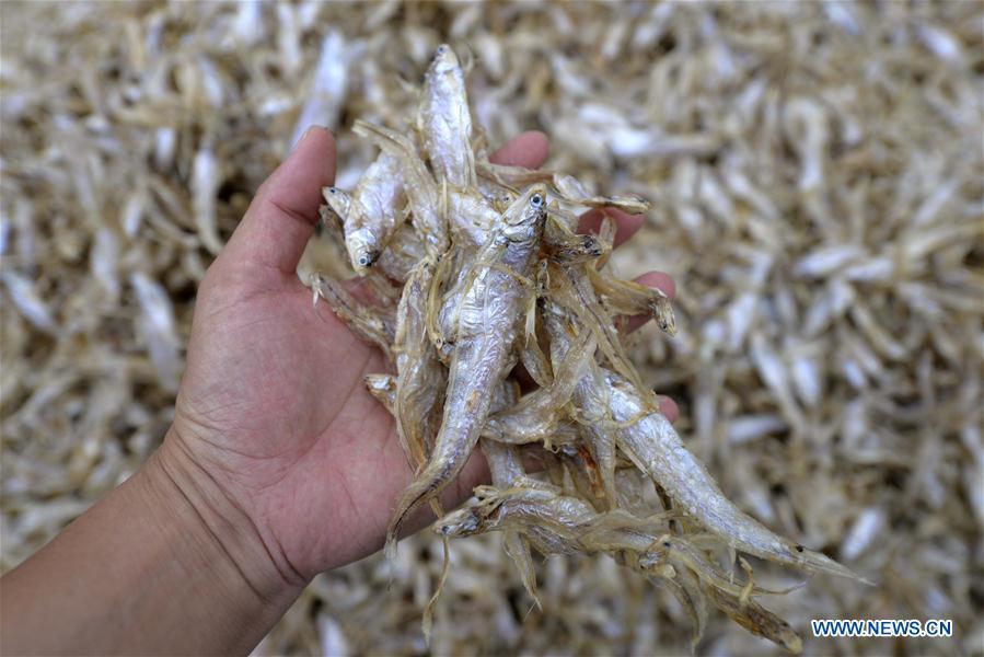 A fisherman shows shortjaw tapertail anchovies fish in the Hongze Lake area of Huai\'an City, east China\'s Anhui Province, Aug. 12, 2018. (Xinhua/Chen Liang)