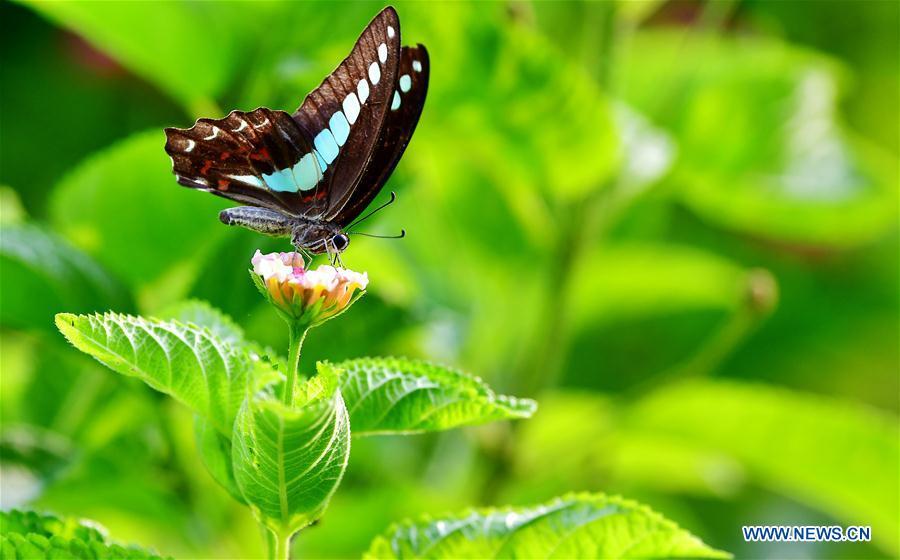 A butterfly stops at lantana camara flower at Wenquan Park in Fuzhou, capital of southeast China\'s Fujian Province, Aug. 12, 2018. (Xinhua/Mei Yongcun)
