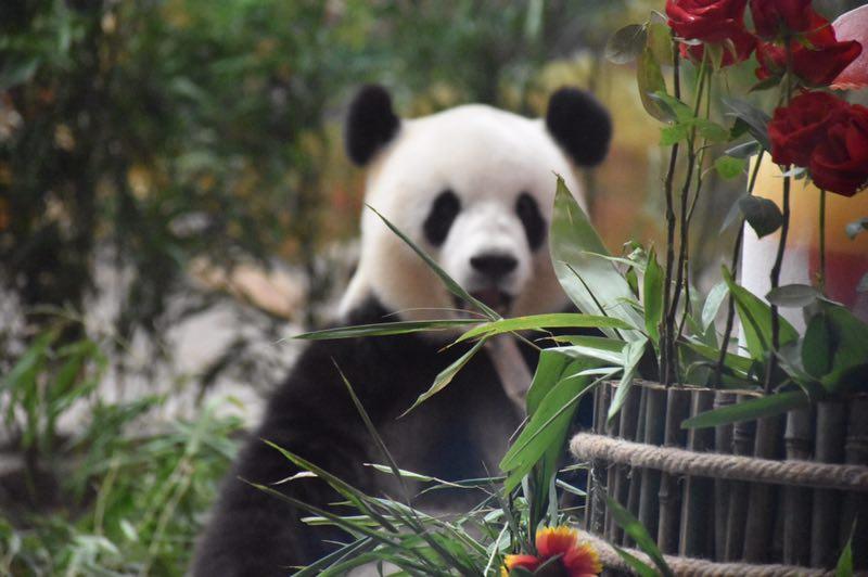 The giant panda Sijia celebrated its 12th birthday with more than 2,000 fans from all around the country at the Yabuli ski resort in Northeast China\'s Heilongjiang Province on Aug. 12, 2018. (Photo provided to chinadaily.com.cn)