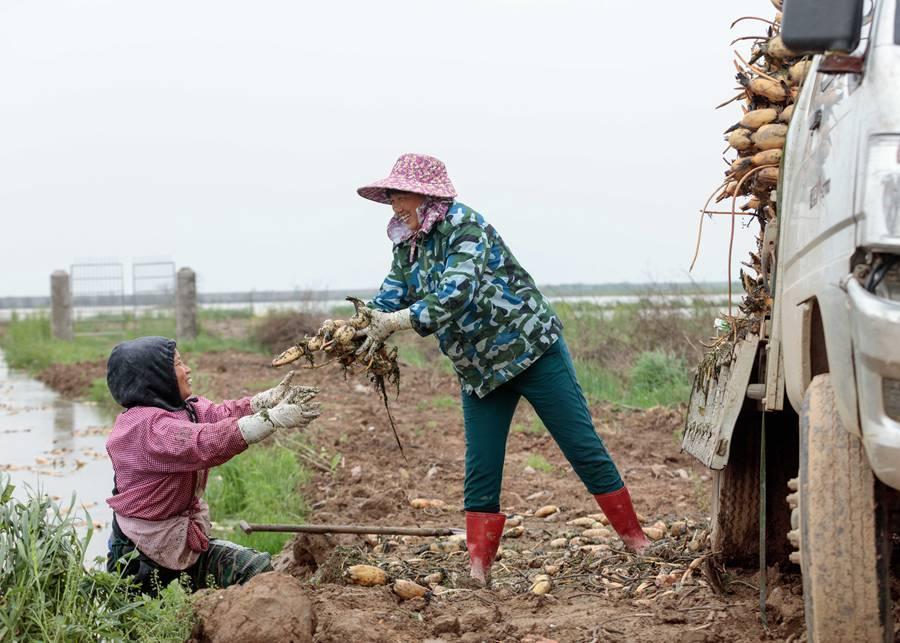 Guo said he will lead a group of Russian bird experts from the white cranes\' breeding place－the federal reserves of the Yakutia region－to do field research at Poyang Lake this winter. (Photo by Zhou Haiyan/for China Daily)
