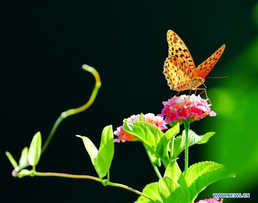 A butterfly stops at lantana camara flower at Wenquan Park in Fuzhou, capital of southeast China\'s Fujian Province, Aug. 12, 2018. (Xinhua/Mei Yongcun)