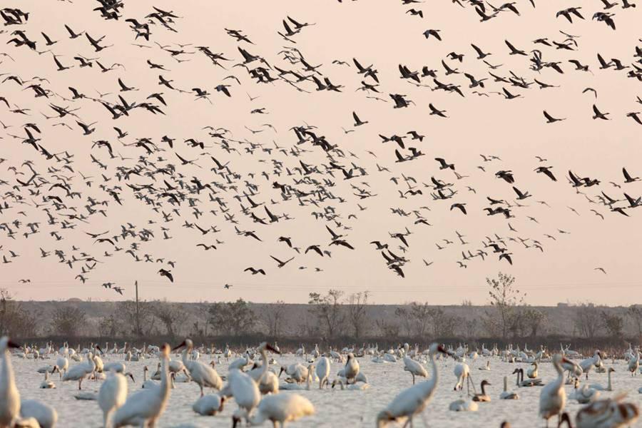 Several thousand white cranes are seen in the Poyang Lake area in Nanchang, Jiangxi Province. [(Photo by Zhou Haiyan/for China Daily)

The species breeds in the Yakutia region of northeastern Siberia in Russia, and around 3,600 white cranes, around 98 percent of the total population, spend the winter in the Yangtze River Valley, especially in the wetlands around Poyang Lake, the biggest freshwater body in China.

At their breeding grounds, white cranes eat cranberries, rodents, fish and insects. At their wintering migration site, they dig roots and tubers from the wetlands.