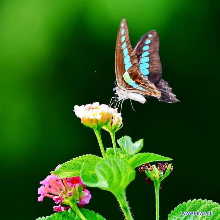 A butterfly stops at lantana camara flower at Wenquan Park in Fuzhou, capital of southeast China\'s Fujian Province, Aug. 12, 2018. (Xinhua/Mei Yongcun)