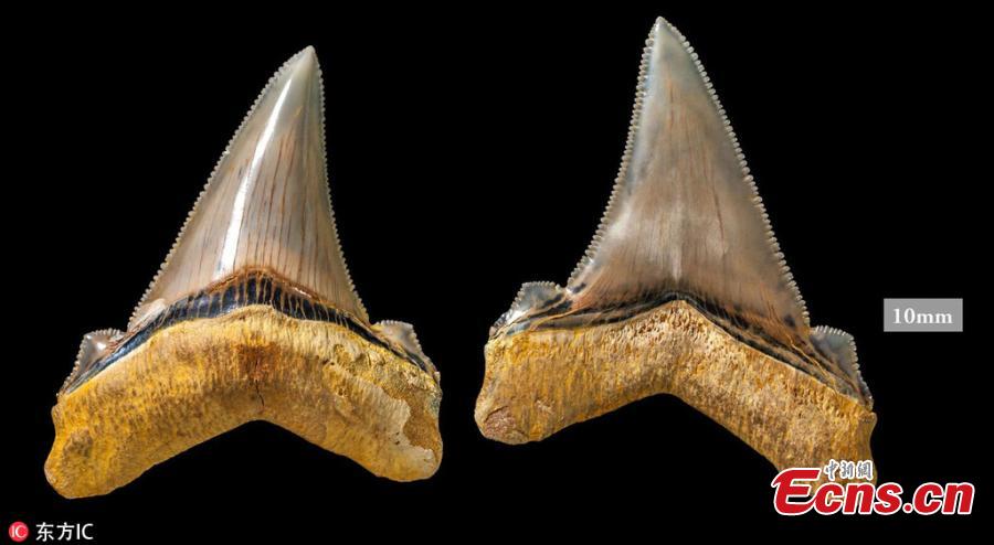 Australian fossil enthusiast Phillip Mullaly has made an incredible discovery while combing a Victoria beach- a part of the fossilized chomper from species of \