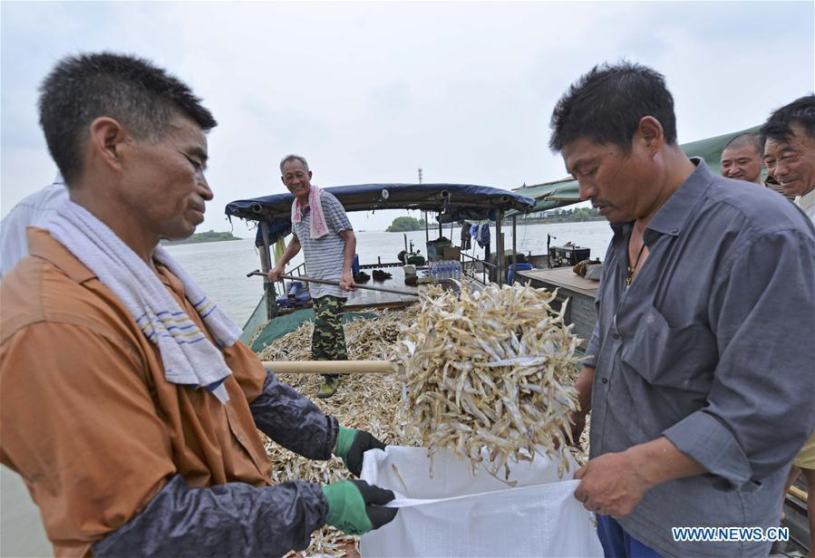 Fishermen load shortjaw tapertail anchovies in the Hongze Lake area of Huai\'an City, east China\'s Anhui Province, Aug. 12, 2018. (Xinhua/Wang Kaicheng)