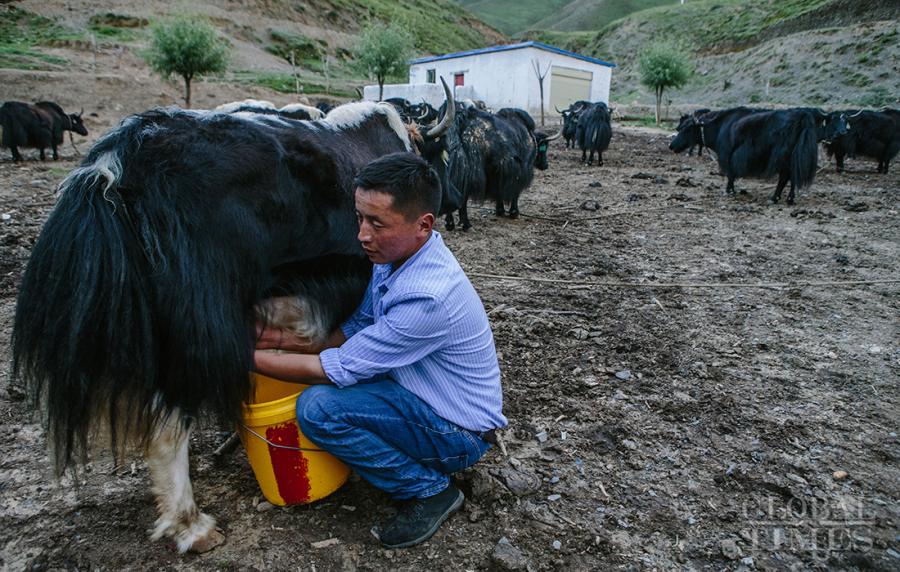 A Tibetan man milks a yak. (Photo: Li Hao/GT)

Tibetans were busy making yogurt and enjoying \