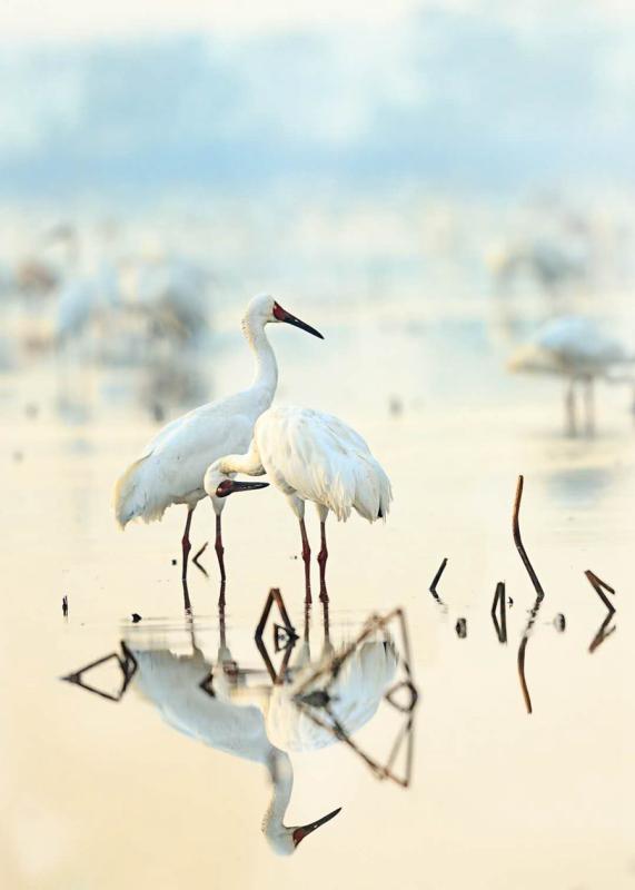 Two Siberian white cranes are among the several thousand that migrated in December on their annual journey to the Poyang Lake area in Nanchang, Jiangxi Province. (Photo by Zhou Haiyan/for China Daily)
In 2016, she learned from local farmers that they had decided to plant rice instead of lotus in the 1.3-million-sq-m field of Wuxing Farm because an increasing number of migrating birds have been eating their lotus since 2012.

\