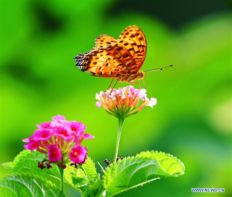 A butterfly stops at lantana camara flower at Wenquan Park in Fuzhou, capital of southeast China\'s Fujian Province, Aug. 12, 2018. (Xinhua/Mei Yongcun)
