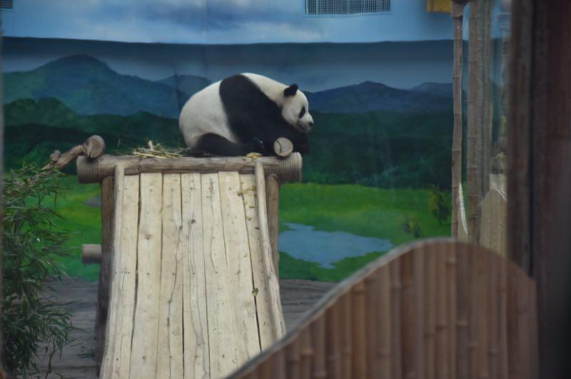 The giant panda Sijia celebrated its 12th birthday with more than 2,000 fans from all around the country at the Yabuli ski resort in Northeast China\'s Heilongjiang Province on Aug. 12, 2018. (Photo provided to chinadaily.com.cn)