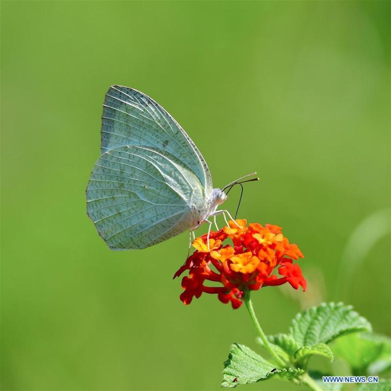 A butterfly stops at lantana camara flower at Wenquan Park in Fuzhou, capital of southeast China\'s Fujian Province, Aug. 12, 2018. (Xinhua/Mei Yongcun)