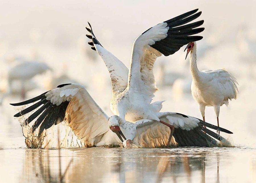 Two Siberian white cranes are among the several thousand that migrated in December on their annual journey to the Poyang Lake area in Nanchang, Jiangxi Province. (Photo by Zhou Haiyan/for China Daily)

\