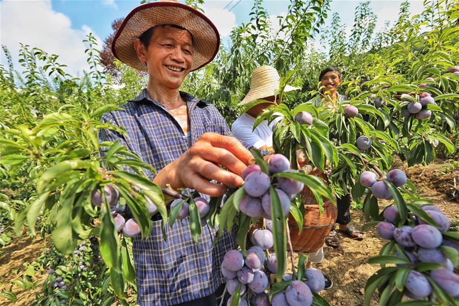 Farmers pick plums at Hongxing Village of Pingzheng Township in Zunyi, southwest China\'s Guizhou Province, Aug. 12, 2018 (Xinhua/Liu Xu)