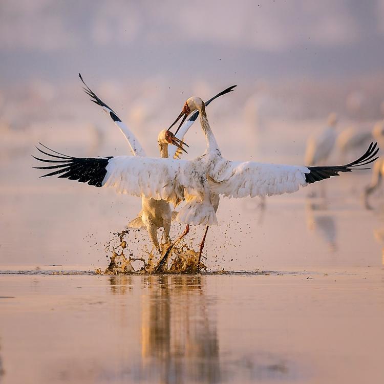 Two Siberian white cranes are among the several thousand that migrated in December on their annual journey to the Poyang Lake area in Nanchang, Jiangxi Province. (Photo by Zhou Haiyan/for China Daily)

It\'s almost harvest season for lotus roots in Jiangxi province, but Zhou Haiyan, 46, has no plans to reap what she sowed: The roots are not for sale.

Zhou rented nearly 200,000 square meters of lotus field, waiting for the migration of Siberian white cranes, a species listed by the International Union for Conservation of Nature as critically endangered－one step away from extinction.