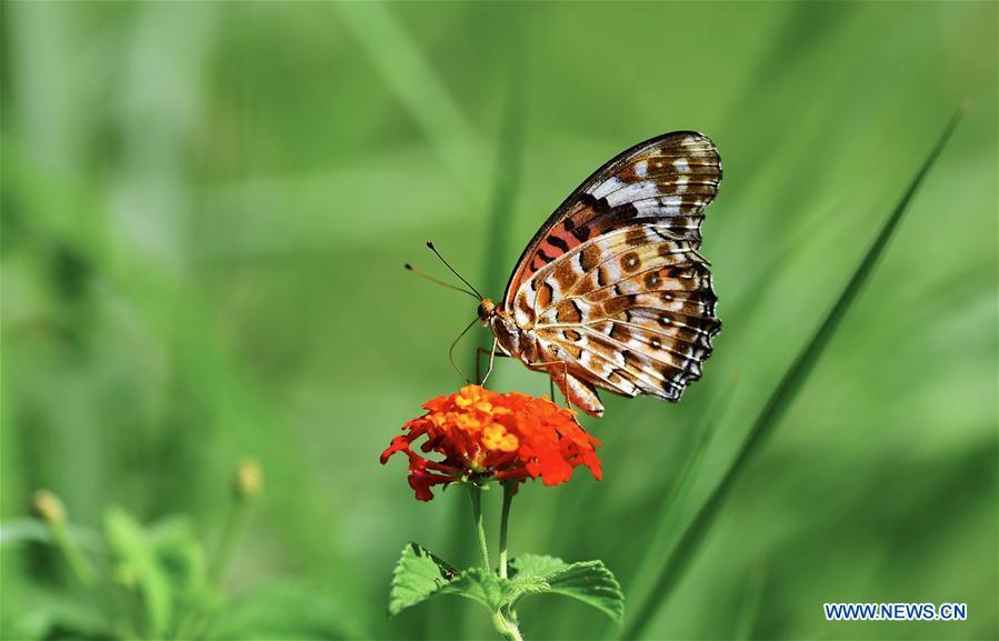A butterfly stops at lantana camara flower at Wenquan Park in Fuzhou, capital of southeast China\'s Fujian Province, Aug. 12, 2018. (Xinhua/Mei Yongcun)