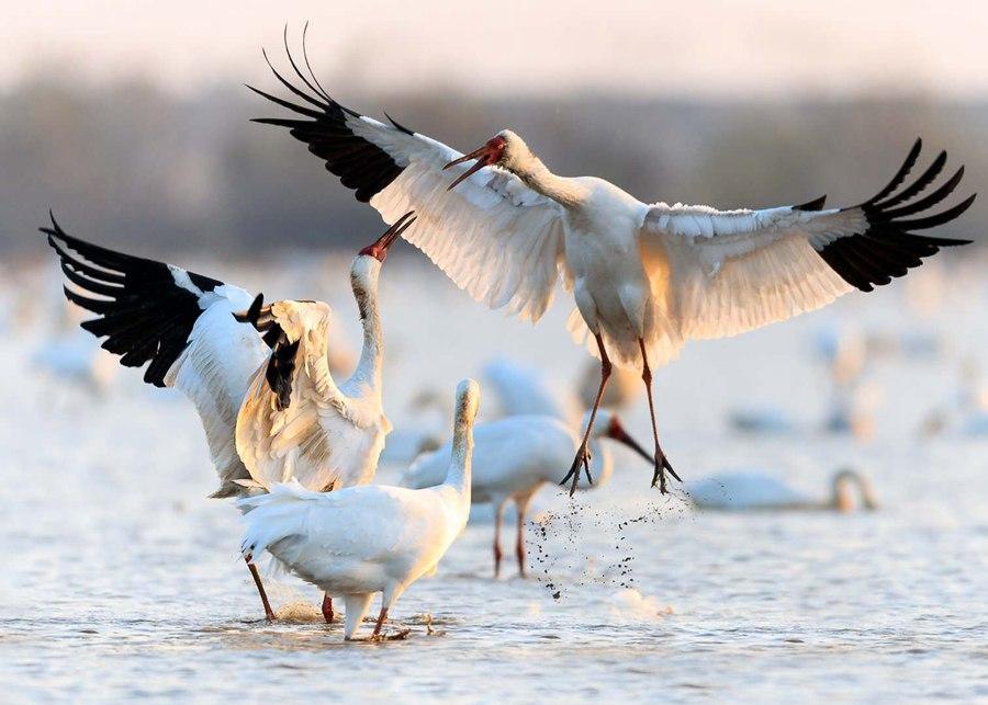 White cranes are seen in the Poyang Lake area in Nanchang, Jiangxi Province. (Photo by Zhou Haiyan/for China Daily)

Around 1,000 white cranes were spotted in the lotus field of Wuxing Farm between November last year and April, but because all the nearby wetlands of the farm have been converted to rice planting, Zhou\'s field cannot accommodate all the birds.