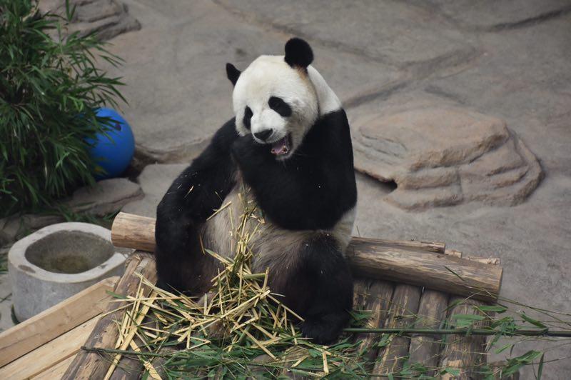 The giant panda Sijia celebrated its 12th birthday with more than 2,000 fans from all around the country at the Yabuli ski resort in Northeast China\'s Heilongjiang Province on Aug. 12, 2018. (Photo provided to chinadaily.com.cn)