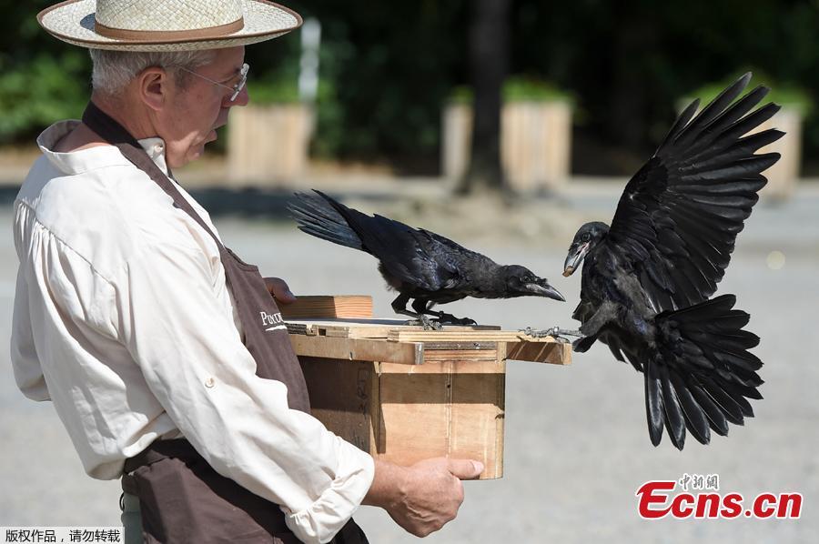 Christophe Gaborit, in charge of the falconry at Le Puy du Fou theme park looks at two of his crows, trained to collect cigarette ends and wastes on the parking of Le Puy du Fou, in Les Epesses, western France on August 14, 2018. Six crows specially trained to pick up cigarette ends and rubbish were put to work last week at a French historical theme park. (Photo/Agencies)