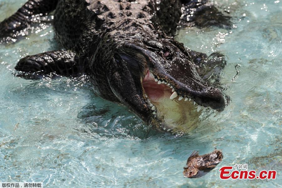 An alligator named Muja eats a quail in its enclosure in Belgrade\'s Zoo, Serbia, August 14, 2018. Muja is officially the oldest American alligator in the world living in captivity. He was brought to Belgrade from Germany in 1937, a year after the opening of the Zoo. Muja survived three bombings of Belgrade, the Second World War and all hardships the Zoo went through. (Photo/Agencies)