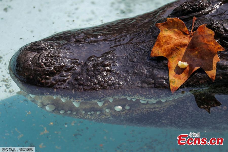 An alligator named Muja rests in its enclosure in Belgrade\'s Zoo, Serbia, August 14, 2018. Muja is officially the oldest American alligator in the world living in captivity. He was brought to Belgrade from Germany in 1937, a year after the opening of the Zoo. Muja survived three bombings of Belgrade, the Second World War and all hardships the Zoo went through. (Photo/Agencies)