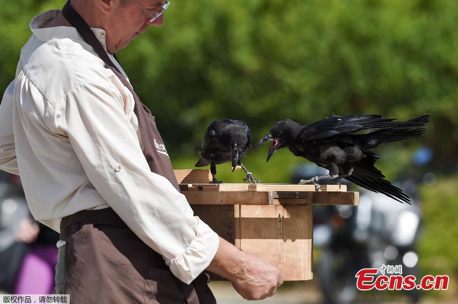 Christophe Gaborit, in charge of the falconry at Le Puy du Fou theme park looks at two of his crows, trained to collect cigarette ends and wastes on the parking of Le Puy du Fou, in Les Epesses, western France on August 14, 2018. Six crows specially trained to pick up cigarette ends and rubbish were put to work last week at a French historical theme park.(Photo/Agencies)