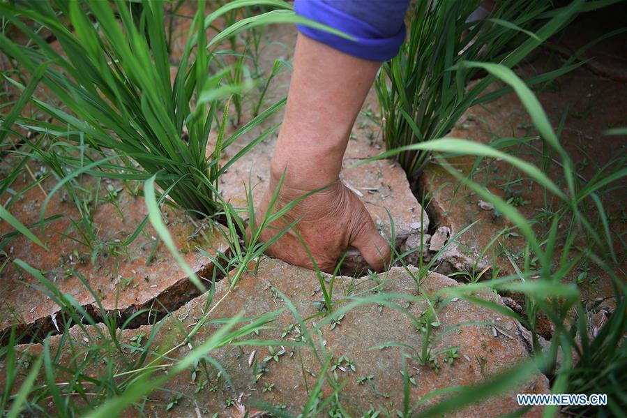 Photo taken on Aug. 14, 2018 shows a cracked rice field in Yinshan Village of Liuli Township in Jinxi County, east China\'s Jiangxi Province. Some parts of Jiangxi Province have suffered from drought for days due to the persistent summer heat and lack of rainfall. (Xinhua/Wan Xiang)