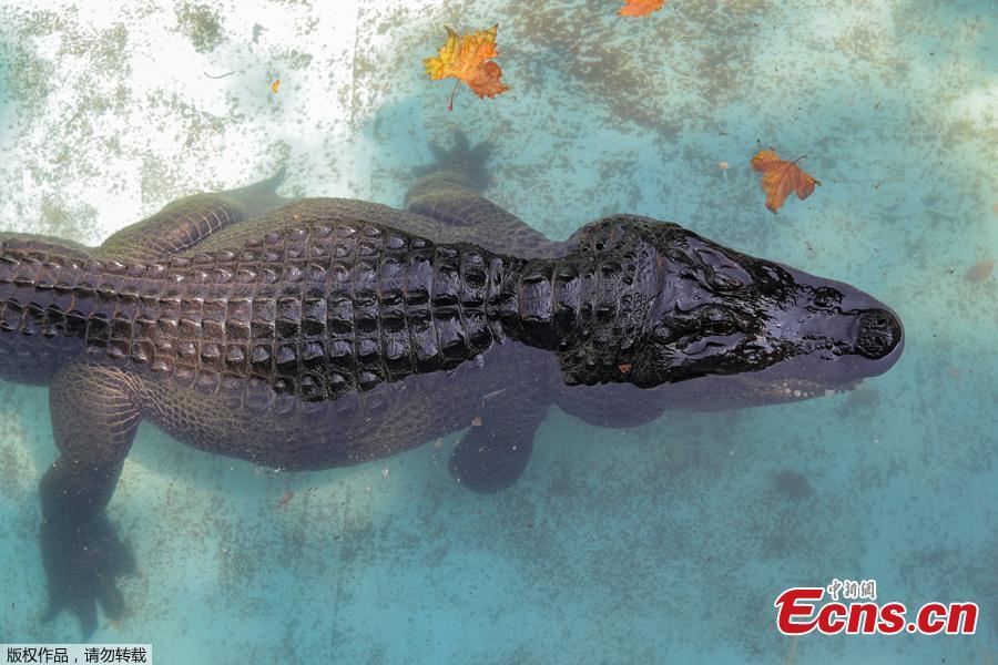 An alligator named Muja rests in its enclosure in Belgrade\'s Zoo, Serbia, August 14, 2018. Muja is officially the oldest American alligator in the world living in captivity. He was brought to Belgrade from Germany in 1937, a year after the opening of the Zoo. Muja survived three bombings of Belgrade, the Second World War and all hardships the Zoo went through. (Photo/Agencies)