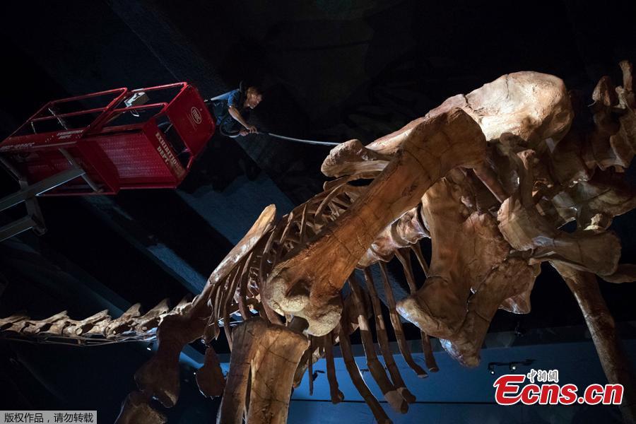 Exhibition Maintenance Manager Trenton Duerksen cleans Titanosaur, a 122-foot-long dinosaur replica on display at the American Museum of Natural History, Aug. 14, 2018, in New York. (Photo/Agencies)