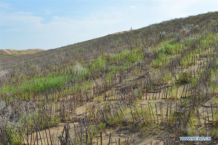Photo taken on July 26, 2018 shows sand barriers along a new road through the Kubuqi Desert in Hangjin Banner, Erdos City, north China\'s Inner Mongolia Autonomous Region. Thanks to the local government\'s efforts to tame the Kubuqi Desert, in 1999, a 115-km-long highway S215, the first road through the middle of the desert, opened to traffic. A new road, which is to cut short the journey by 40 km, is also under construction now. (Xinhua/Zou Yu)