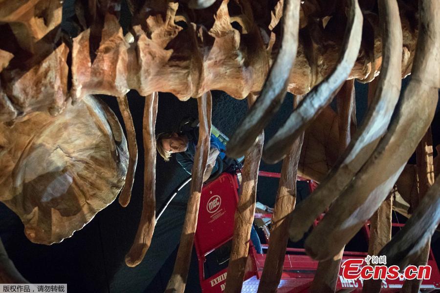 Exhibition Maintenance Manager Trenton Duerksen cleans Titanosaur, a 122-foot-long dinosaur replica on display at the American Museum of Natural History, Aug. 14, 2018, in New York. (Photo/Agencies)