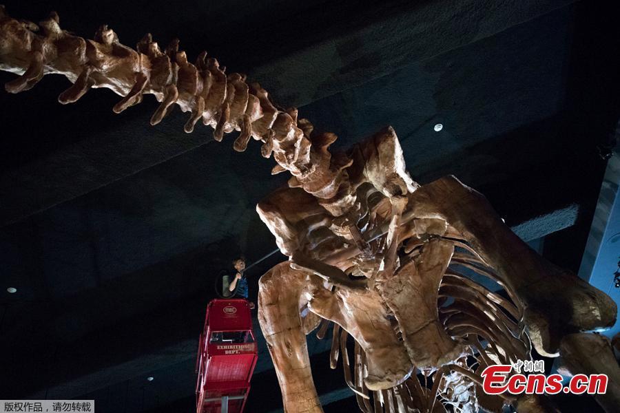 Exhibition Maintenance Manager Trenton Duerksen cleans Titanosaur, a 122-foot-long dinosaur replica on display at the American Museum of Natural History, Aug. 14, 2018, in New York. (Photo/Agencies)