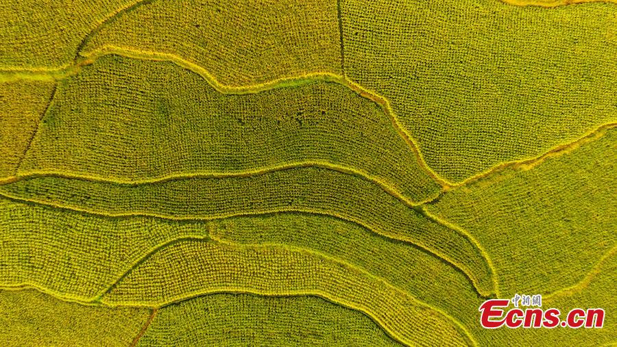 An aerial view of paddy fields in Xuyong County, Southwest China’s Sichuan Province, Aug. 16, 2018. The paddy fields stretch for several miles, occasionally separated by roads, and form a spectacular scene. (Photo: China News Service/Li Xin)
