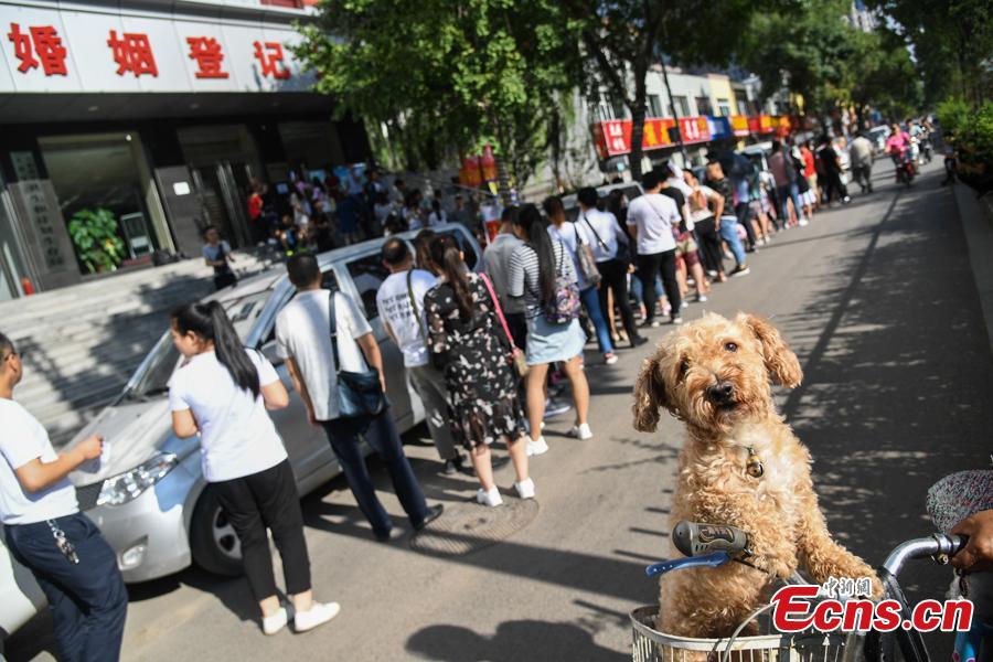 New couples queue up to register for their marriage at the civil affairs department in Taiyuan City, Shanxi Province, Aug. 17, 2018 on the Qixi Festival, known as China’s Valentine\'s Day. Falling on the seventh day of the seventh lunar month on the Chinese calendar, the festival celebrates the annual meeting of a cowherd and weaver girl in Chinese mythology. Some reportedly got up at 5 am to register on a day considered auspicious. (Photo: China News Service/Wu Junjie)